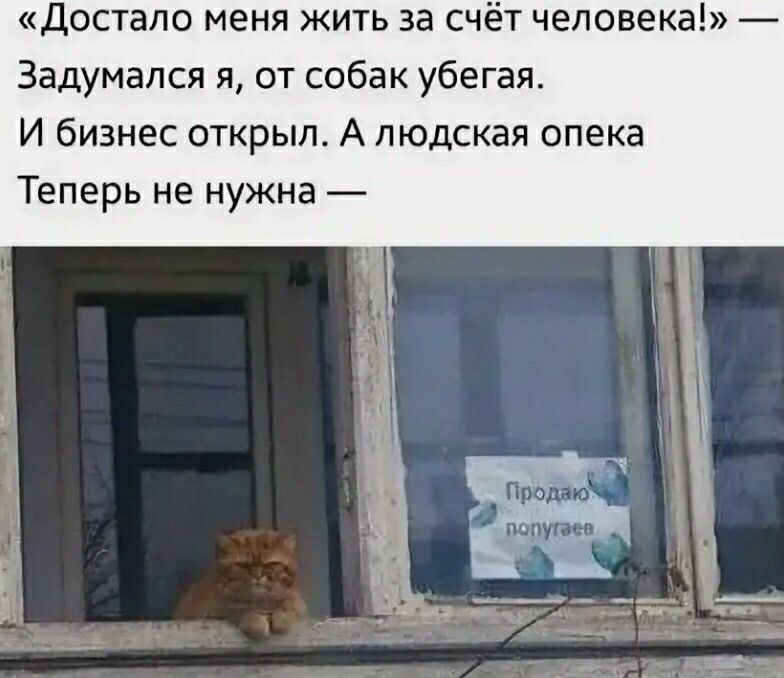 «Достало меня жить за счёт человека!» — Задумался я, от собак убегая. И бизнес открыл. А людская опека Теперь не нужна —