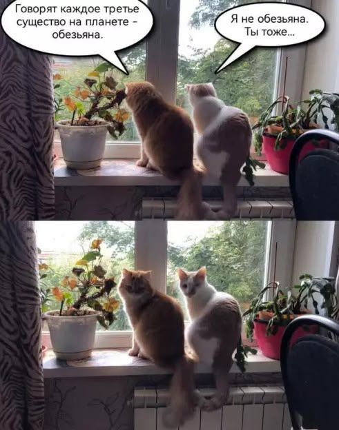 Говорят каждое третье существо на планете – обезьяна.
Я не обезьяна. Ты тоже...