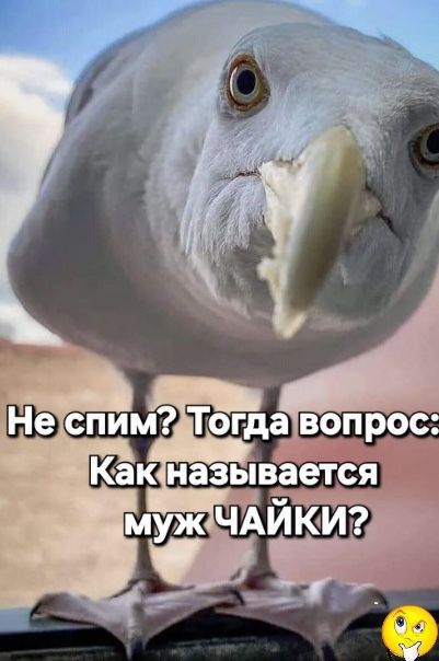 Не спим? Тогда вопрос: Как называется муж ЧАЙКИ?