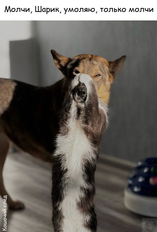 Молчи, Шарик, умоляю, только молчи
