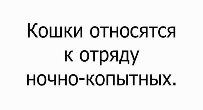 Кошки относятся к отряду ночно-копытных.