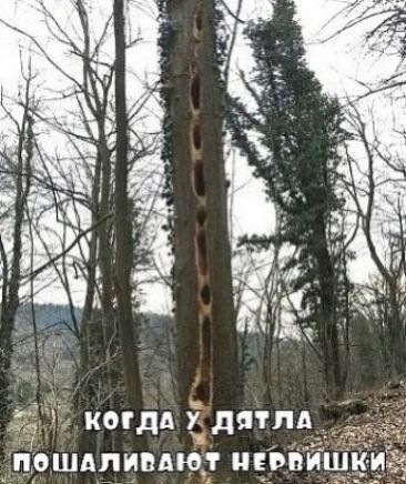 КОГДА У ДЯТЛА
ПОШАЛИВАЮТ НЕРВИШКИ
