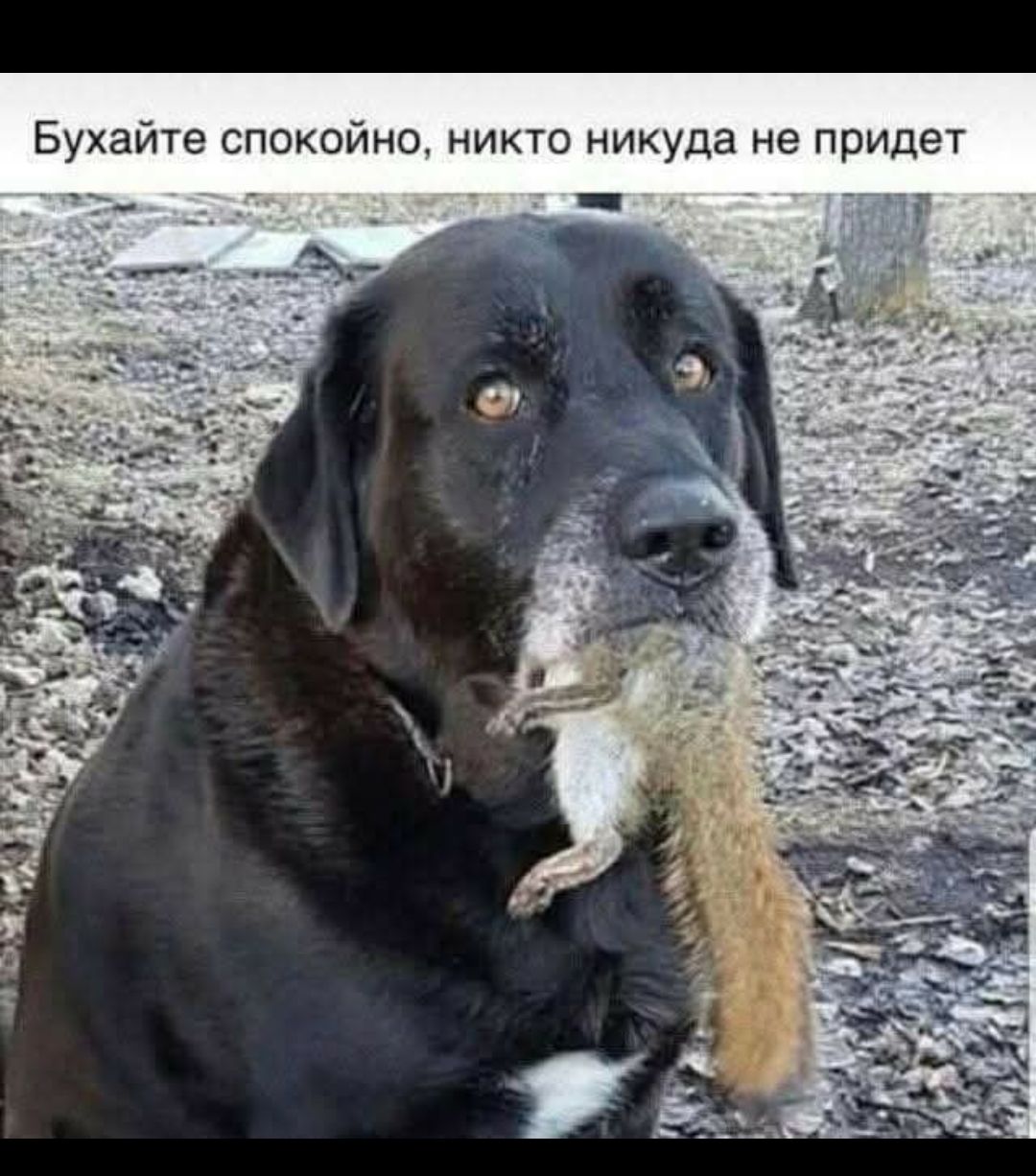 Бухайте спокойно, никто никуда не придет