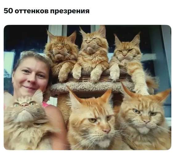 50 оттенков презрения