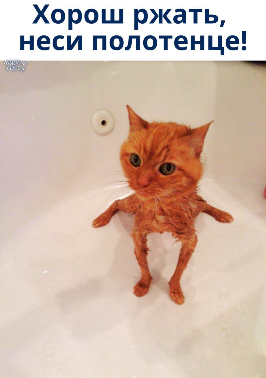Хорош ржать, неси полотенце!