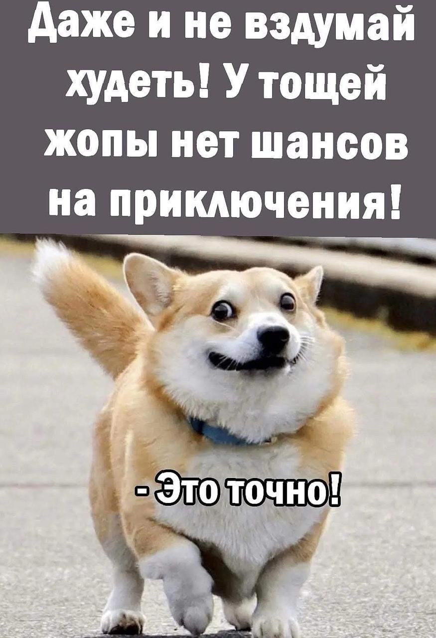 Даже и не вздумай худеть! У твоей жопы нет шансов на приключения! - Это точно!