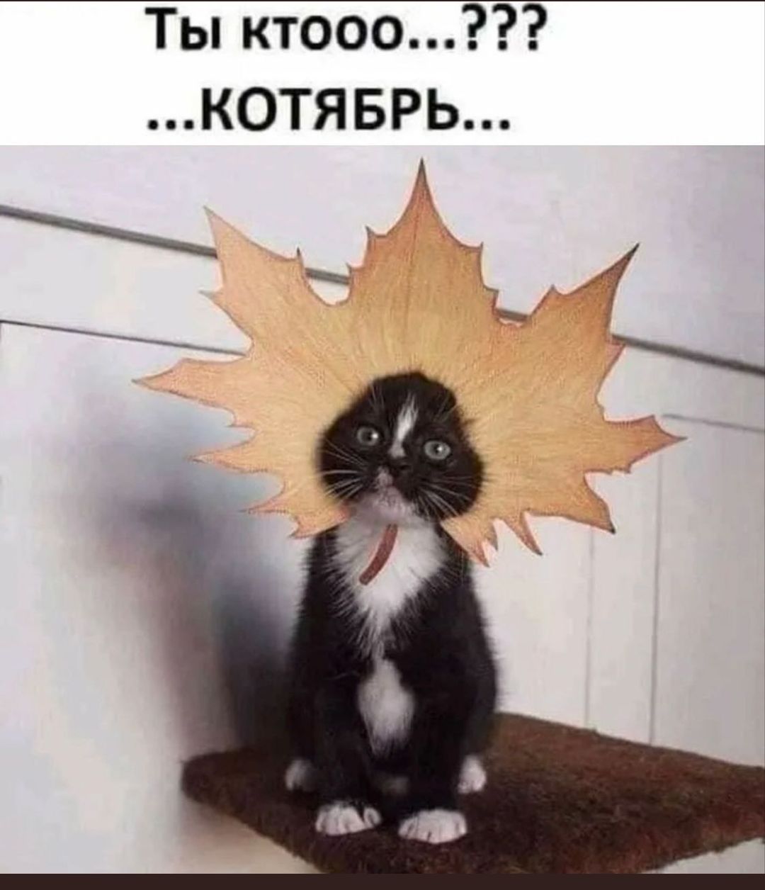 Ты ктоо...??? ...КОТЯБРЬ...