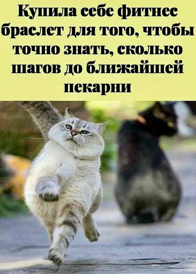 Купила себе фитнес браслет для того, чтобы точно знать, сколько шагов до ближайшей пекарни