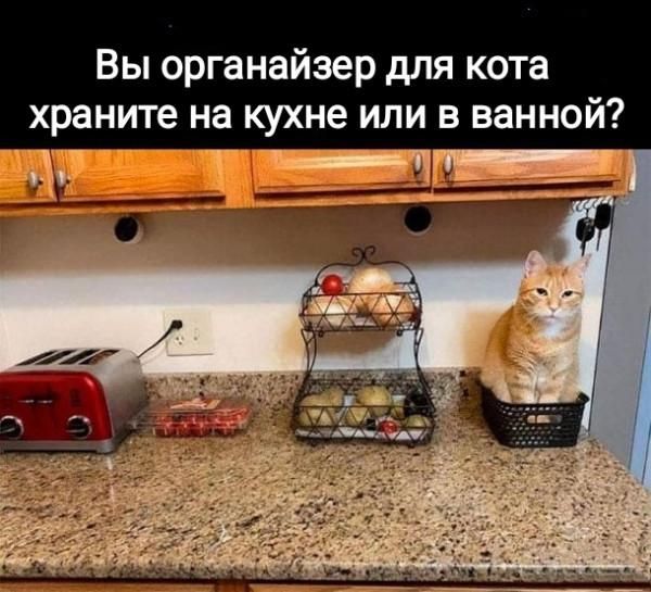 Вы организайер для кота храните на кухне или в ванной?