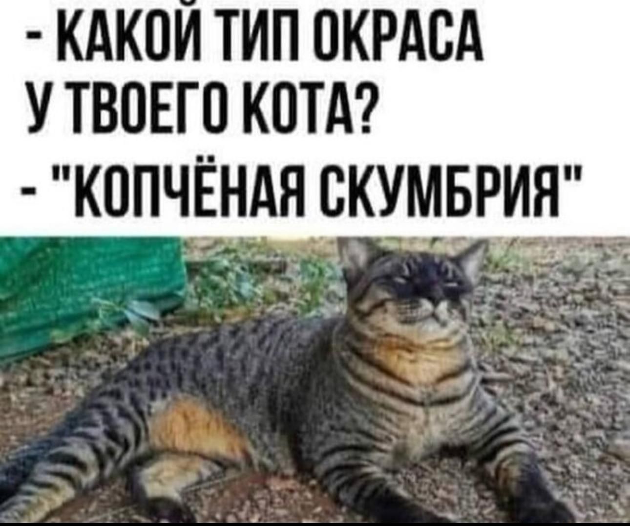 - КАКОЙ ТИП ОКРАСА У ТВОЕГО КОТА?
- 
