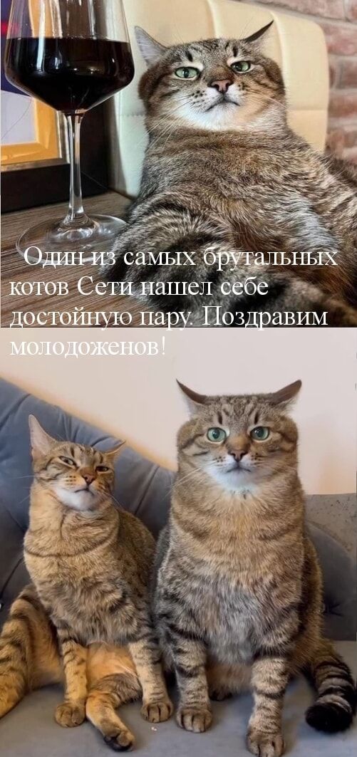 Один из самых общительных котов Сети нашел себе достойную пару. Поздравим молодоженов!