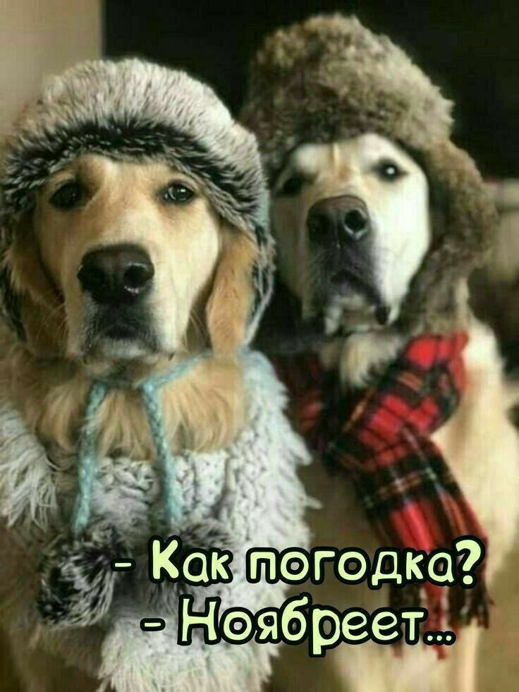 - Как погодка? - Ноябребет...
