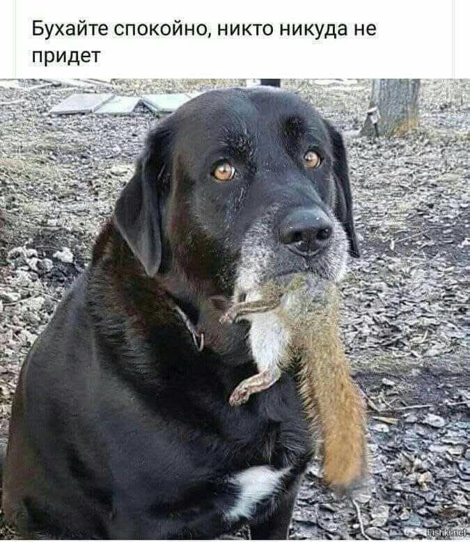 Бухайте спокойно, никто никуда не придет