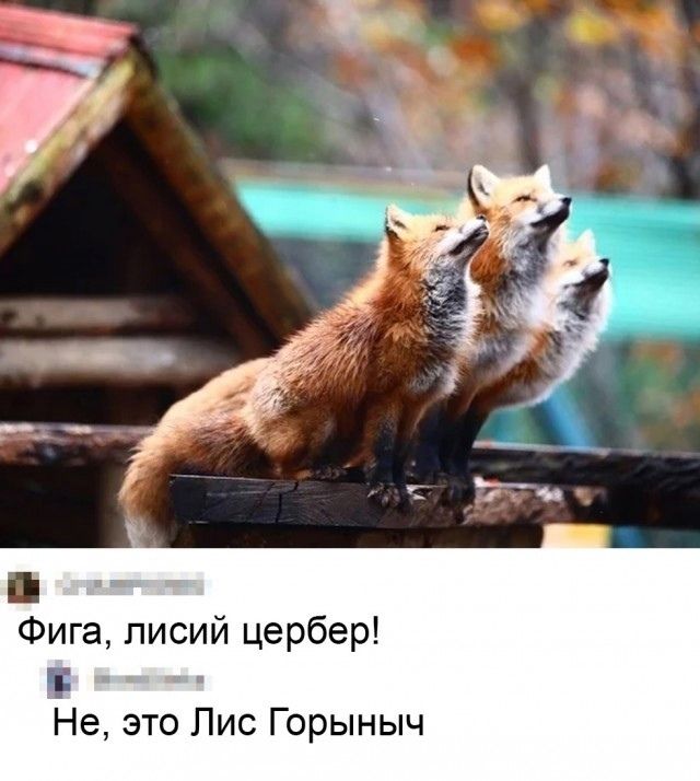 Фига, лисий церкер!
Не, это Лис Горыныч