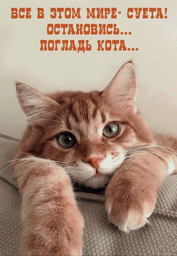 ВСЕ В ЭТОМ МИРЕ- СУЕТА! ОСТАНОВИСЬ... ПОГЛАДЬ КОТА...