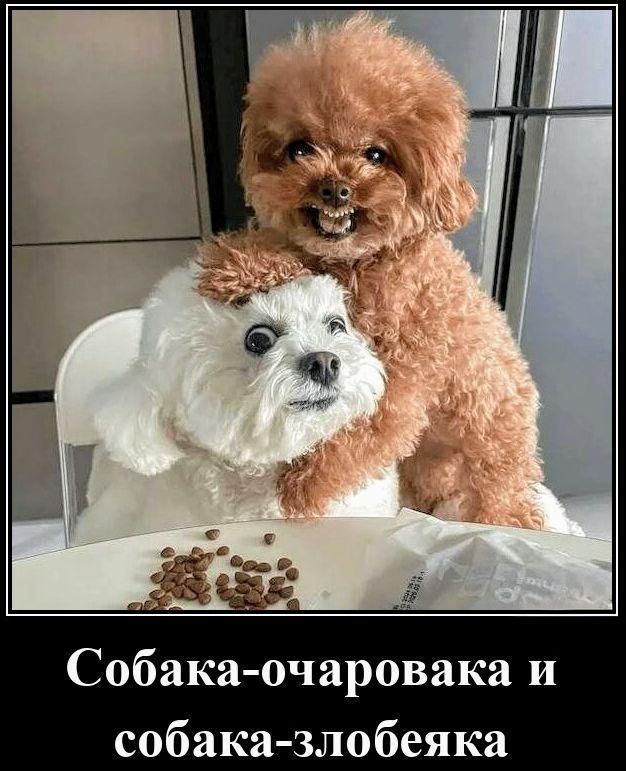Собака-очаровка и собака-злобяка