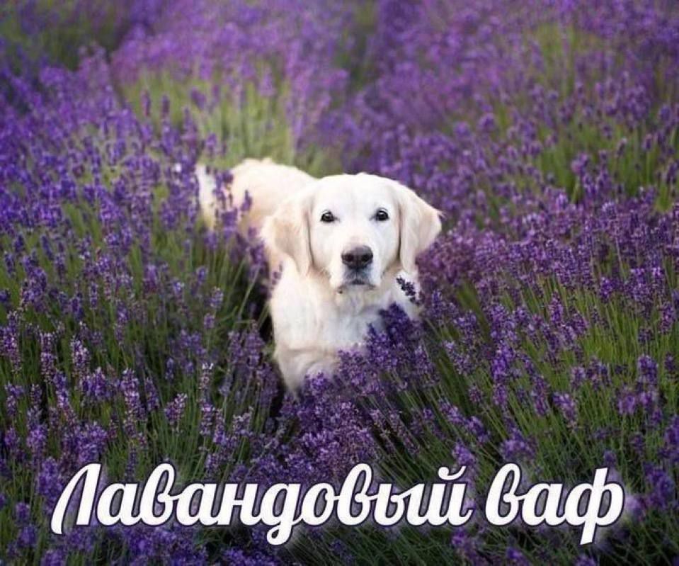 Лавандовый вайф