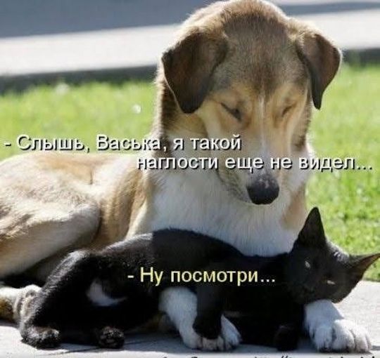 Слышь, Васька, я такой наглости еще не видел... Ну посмотри...