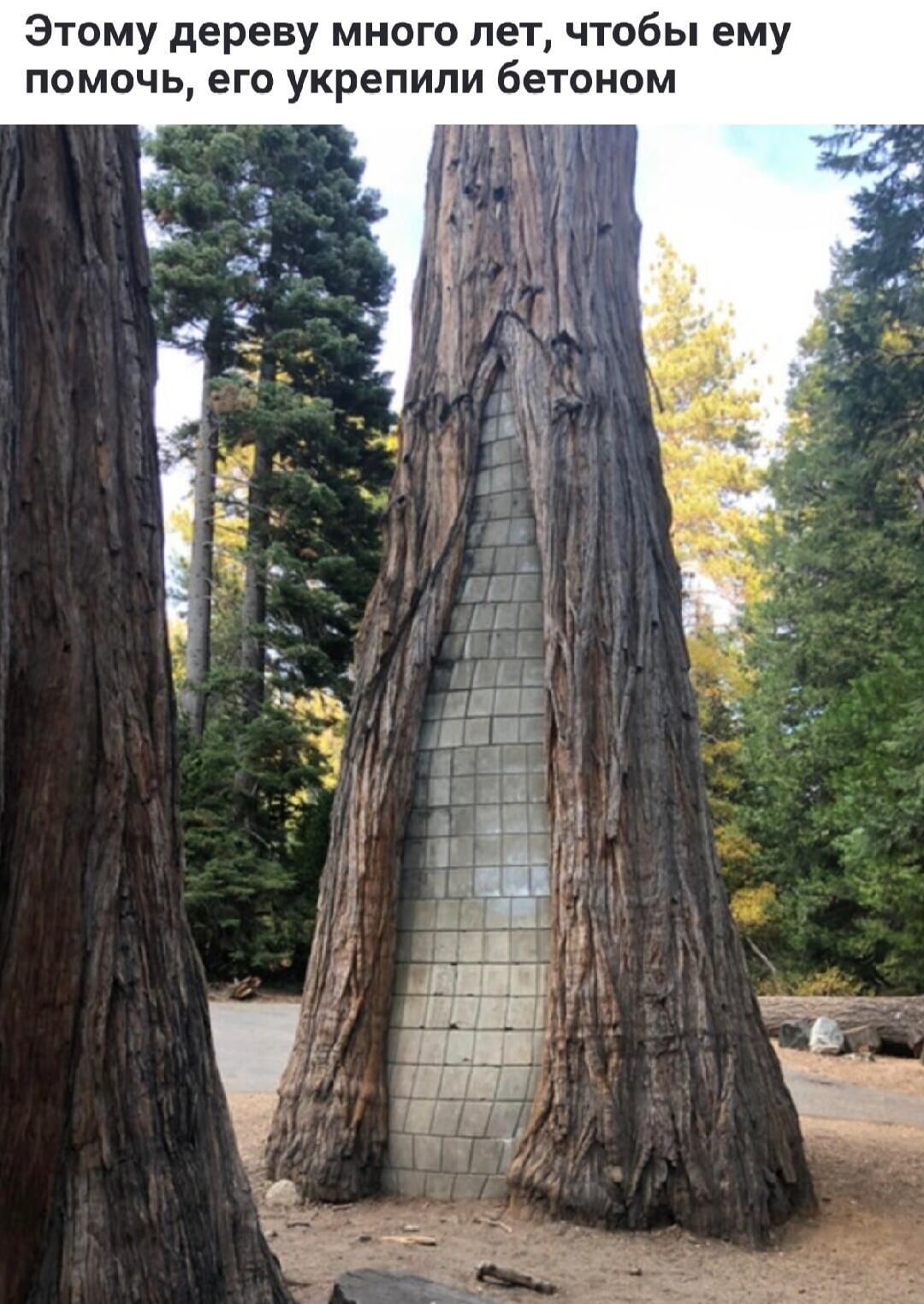 Этому дереву много лет, чтобы ему помочь, его укрепили бетоном