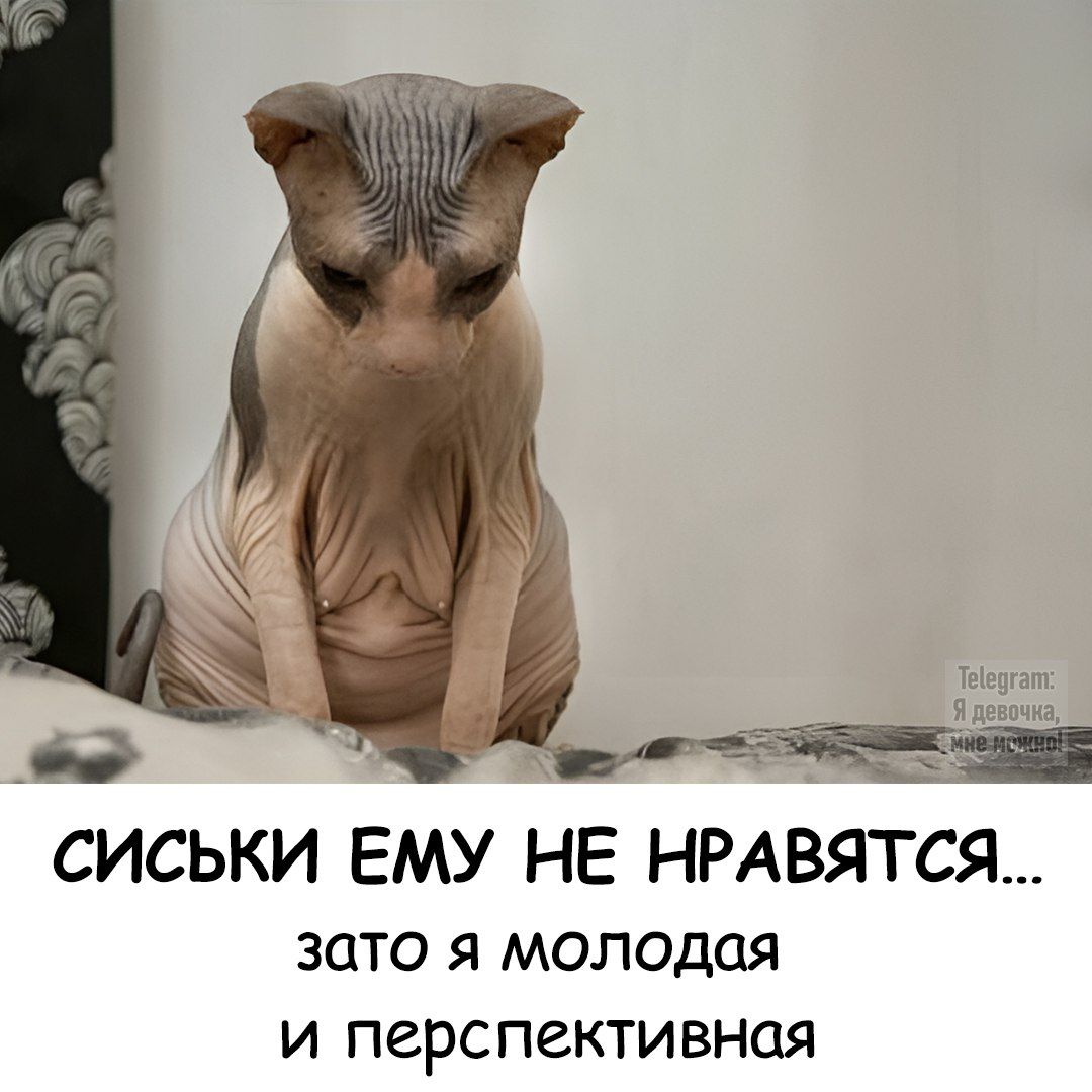 СИСЬКИ ЕМУ НЕ НРАВИТСЯ... зато я молодая и перспективная