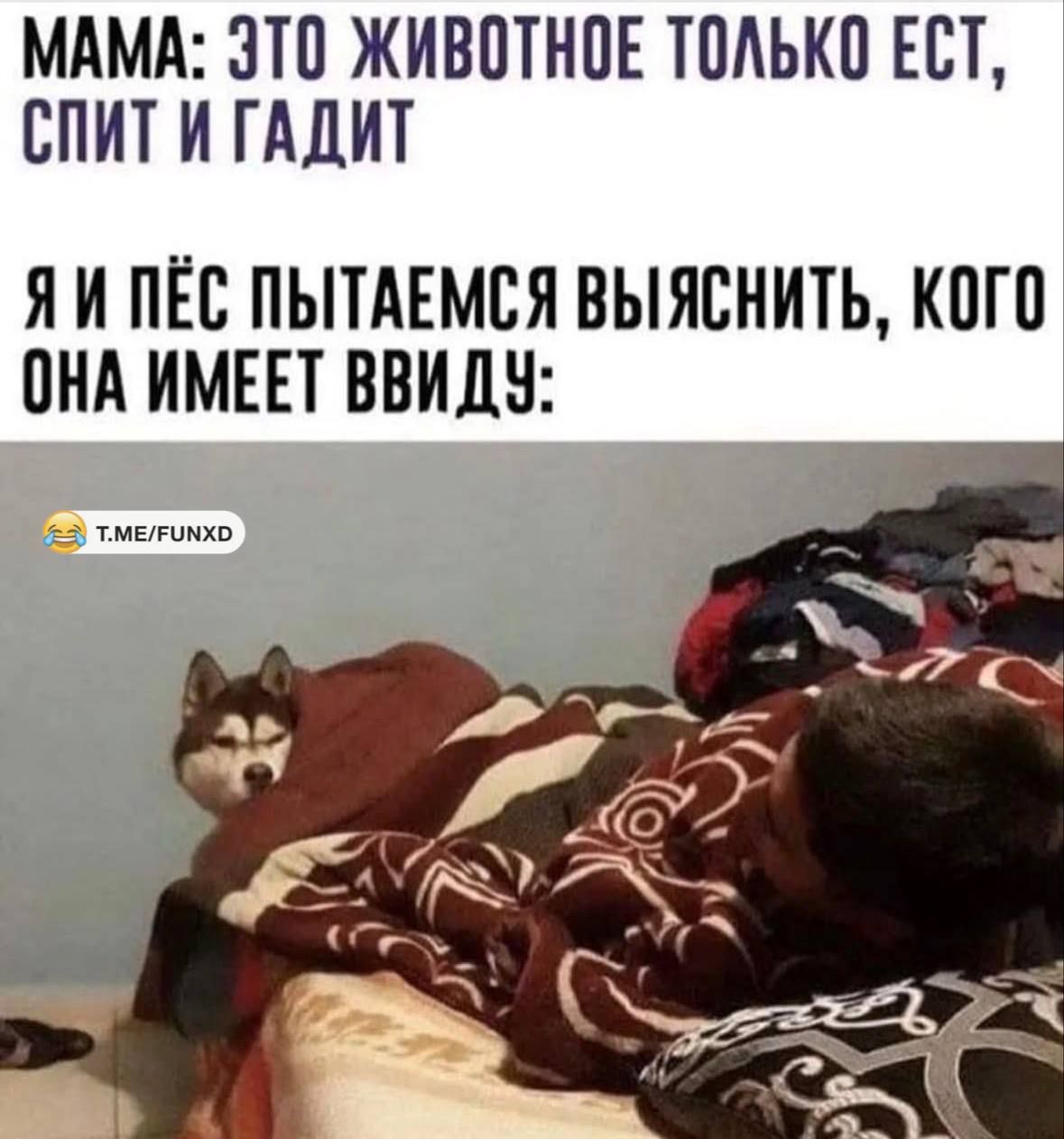 МАМА: ЭТО ЖИВОТНОЕ ТОЛЬКО ЕСТ, СПИТ И ГАДИТ

Я И ПЁС ПЫТАЕМСЯ ВЫЯСНИТЬ, КОГО ОНА ИМЕЕТ ВВИДУ: