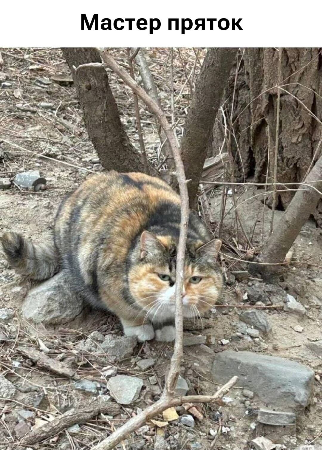 Мастер пряток