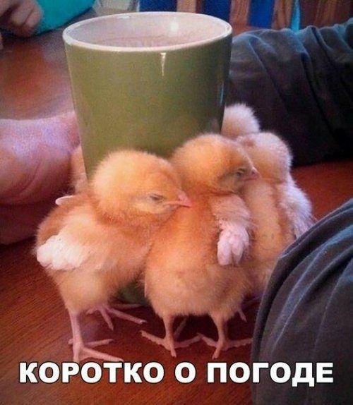 КОРОТКО О ПОГОДЕ