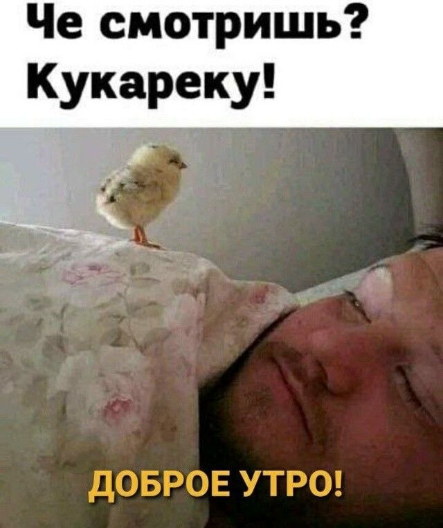 Че смотришь? Кукареку!
ДОБРОЕ УТРО!