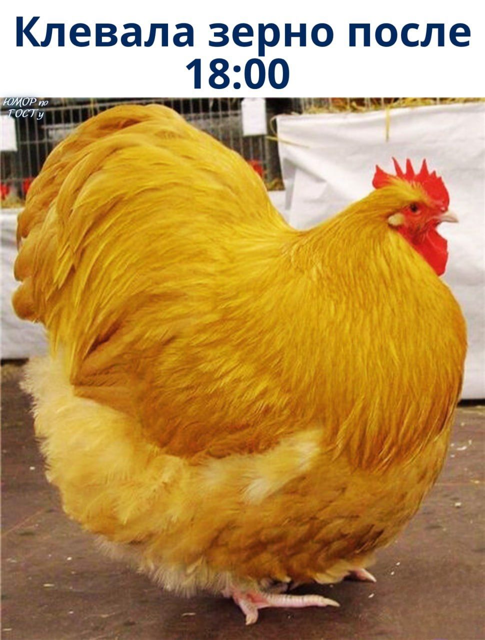 Клевала зерно после 18:00