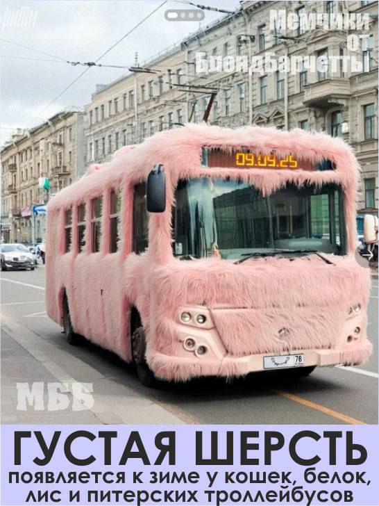 ГУСТАЯ ШЕРСТЬ ПОЯВЛЯЕТСЯ К ЗИМЕ У КОШЕК, БЕЛОК, ЛИС И ПИТЕРСКИХ ТРОЛЛЕЙБУСОВ