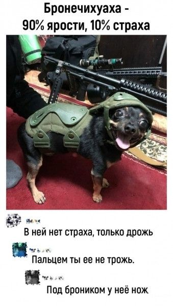 Бронечихуаха - 90% ярости, 10% страха
В ней нет страха, только дрожь
Пальцем ты ее не трожь.
Под бронником у неё нож