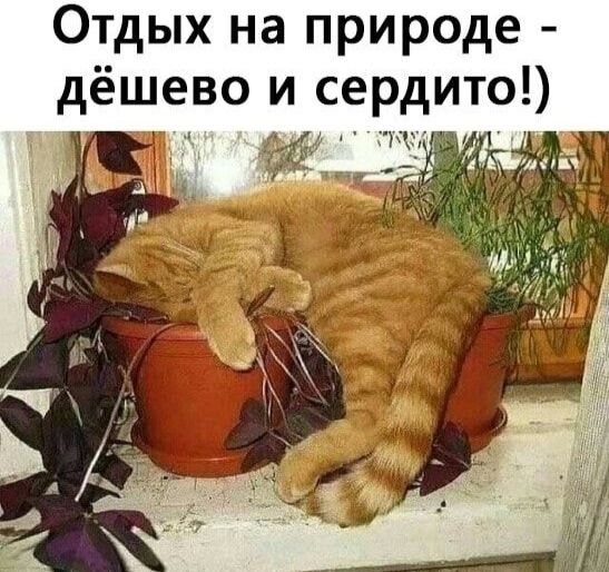 Отдых на природе - дешево и сердито!)