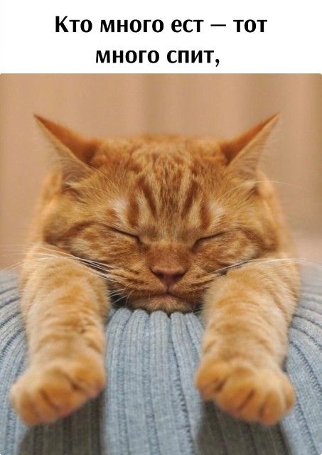 Кто много ест — тот много спит,