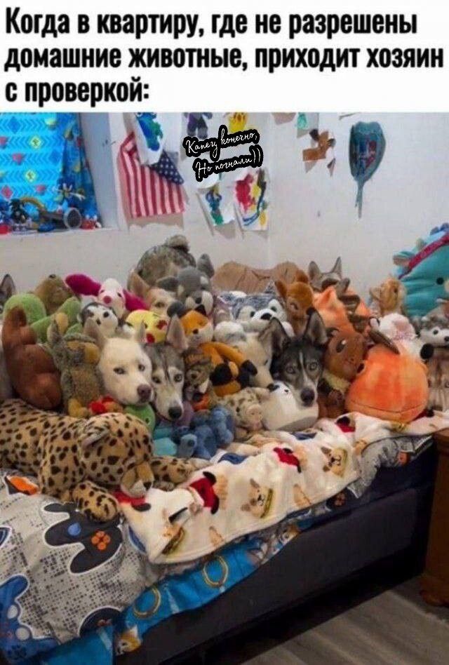 Когда в квартиру, где не разрешены домашние животные, приходит хозяин с проверкой: