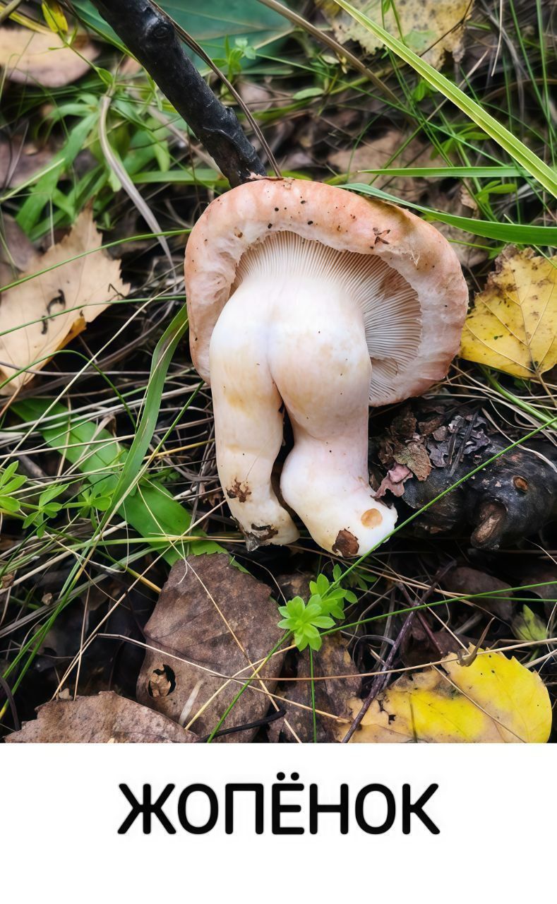 ЖОПЁНОК