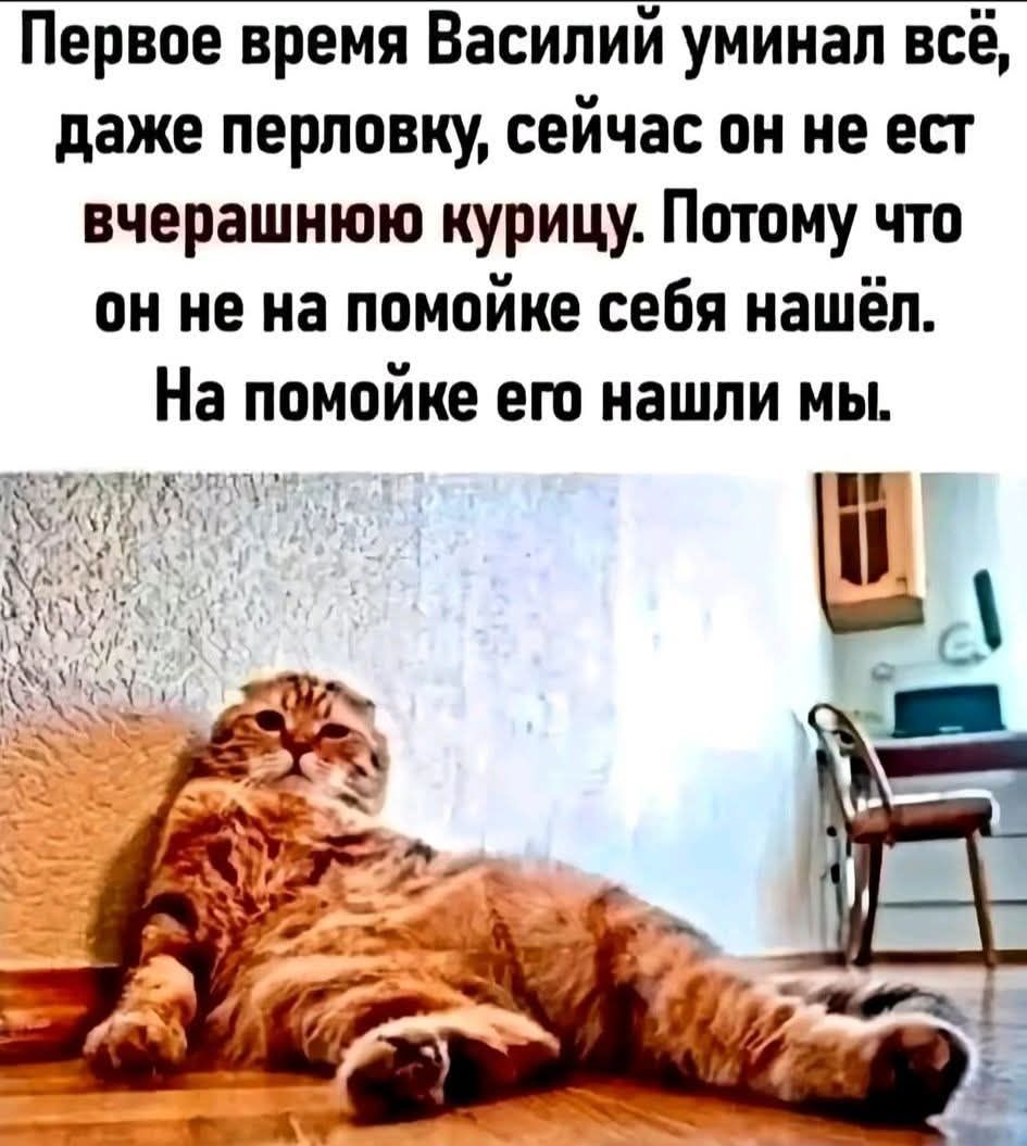 Первое время Василий умял всё, даже перловку, сейчас он не ест вчерашнюю курицу. Потому что он не на помойке себя нашёл. На помойке его нашли мы.