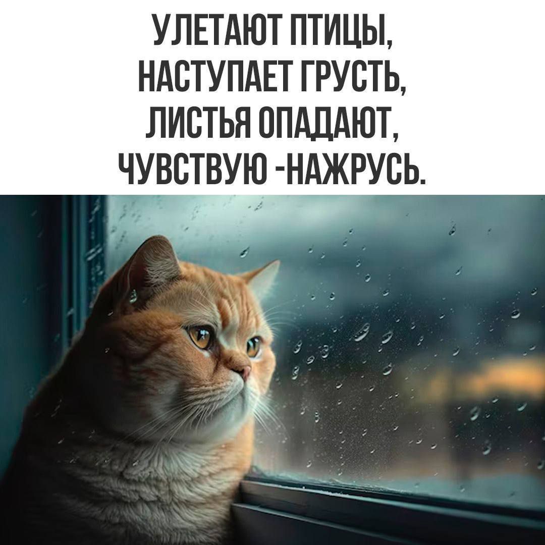 Улетает птицы, наступает грусть, листья опадают, чувствую -нажрусь.