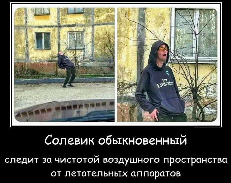 Солевик обыкновенный
следит за чистотой воздушного пространства
от летательных аппаратов