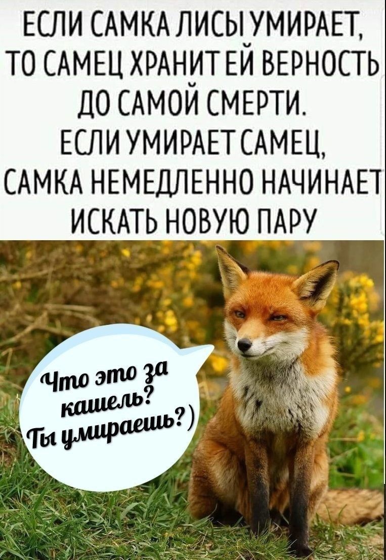 Если самка лисы умирает, то самец хранит ей верность до самой смерти. Если умирает самец, самка немедленно начинает искать новую пару. Что это за кашель? Ты умираешь?