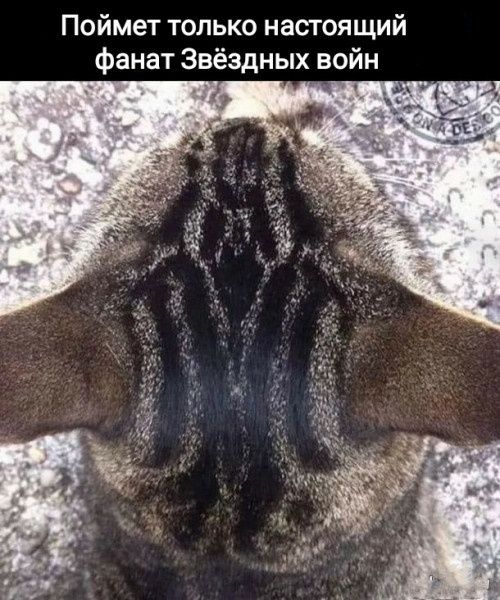 Поймёт только настоящий фанат Звёздных войн