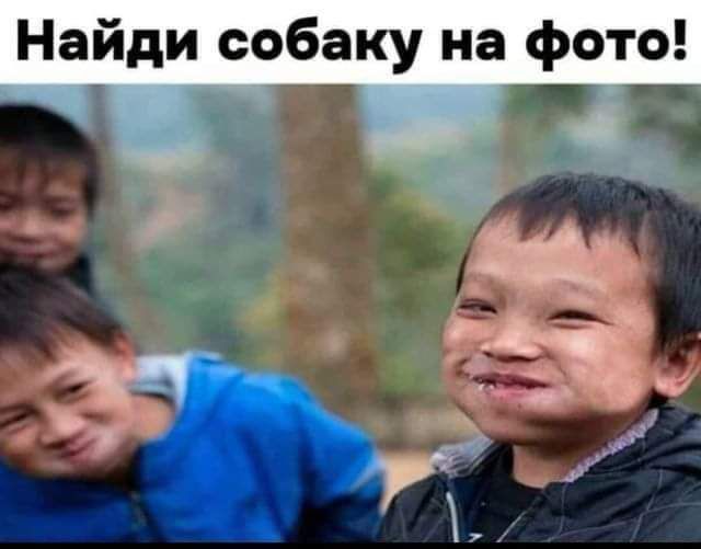 Найди собаку на фото!