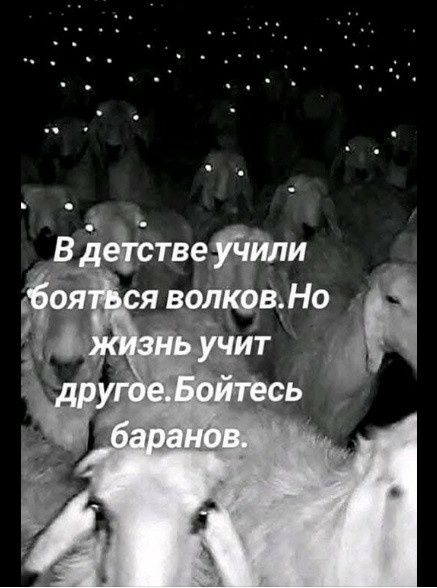 В детстве учили бояться волков. Но жизнь учит другое. Бойтесь баранов.