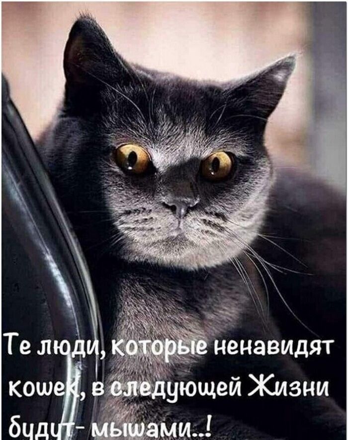 Те люди, которые ненавидят кошек, в следующей Жизни будут - мушами..!