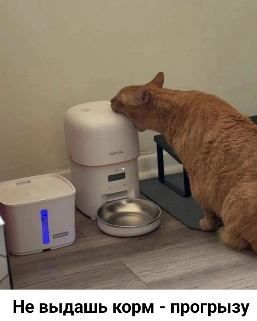 Не выдашь корм - прогрыззу