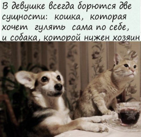 В девушке всегда борются две сущности: кошка, которая хочет гулять сама по себе, и собака, которой нужен хозяин