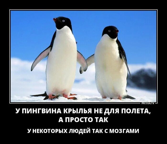 У пингвина крылья не для полета, а просто так. У некоторых людей так с мозгами