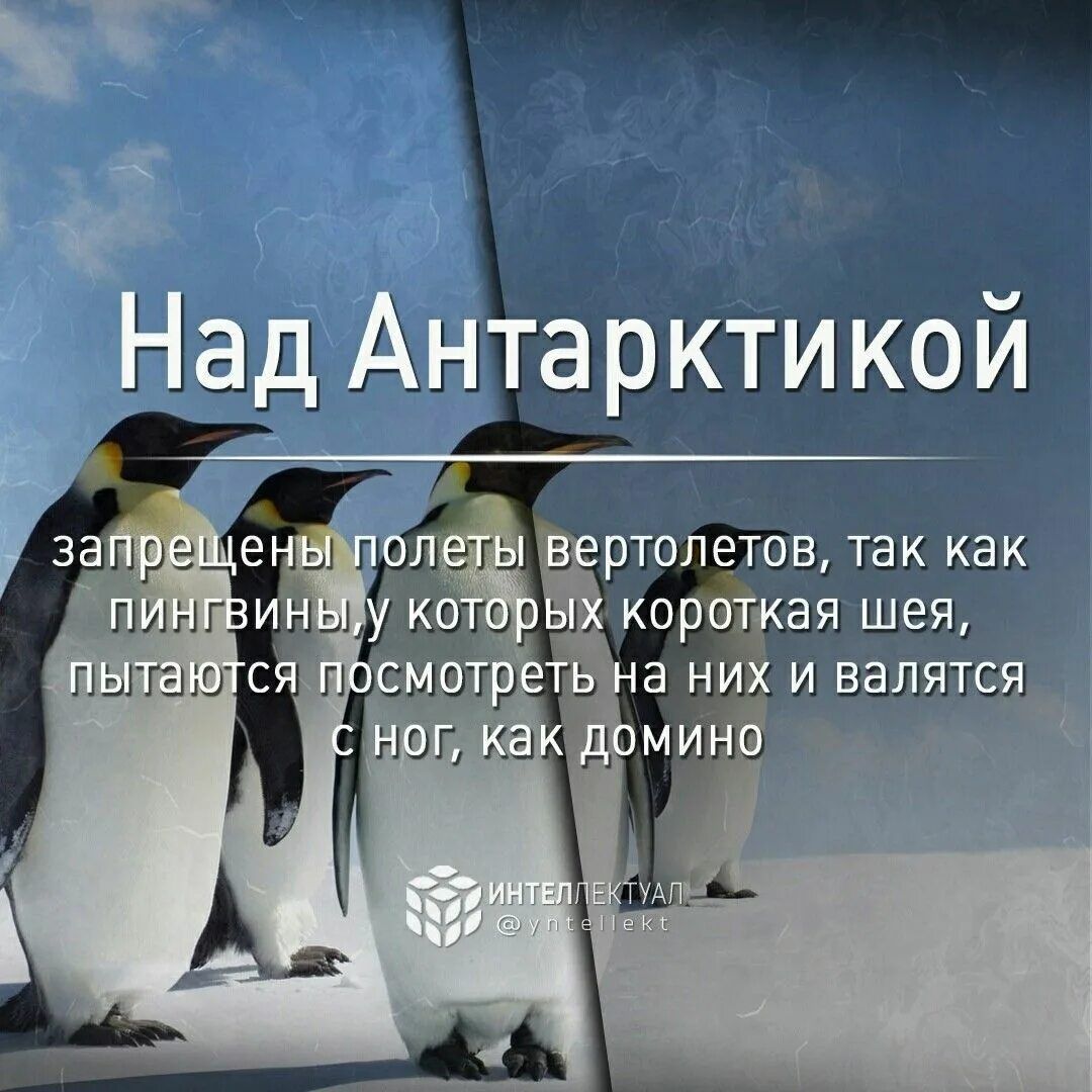 Над Антарктикой\nзапрещены полеты вертолётов, так как пингвины у которых короткая шея, пытаются посмотреть на них и валяться с ног, как домино