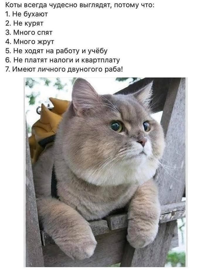 Коты всегда чудесно выглядят, потому что:
1. Не бухают
2. Не курят
3. Много спят
4. Много жрут
5. Не ходят на работу и учЁбу
6. Не платят налоги и квартплату
7. Имеют личного двуного раба!
