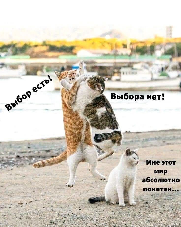 Выбор есть! Выбора нет! Мне этот мир абсолютно понятен...
