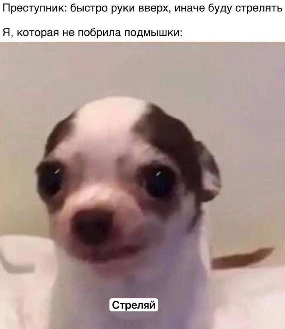 Преступник: быстро руки вверх, иначе буду стрелять Я, которая не побрила подмышки: Стрелял